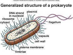Prokaryotic Cell Structure Prokaryotic Cell Cell Theory Prokaryotes