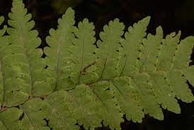 Image result for Triplophyllum