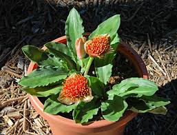 Image result for Scadoxus membranaceus