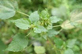 Image result for Acalypha brachystachya