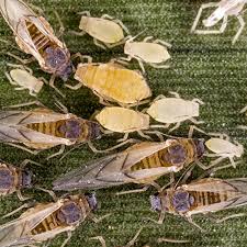 Image result for Agrocharis