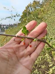 Image result for Lycium schizocalyx