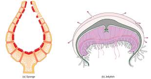 There are 3 basic type of heart found in animals: Circulatory System Variation In Animals Biology For Majors Ii