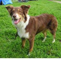 Same day delivery · free shipping on $35+ · expect more. Australian Shepherd Breed Information History Health Pictures And More