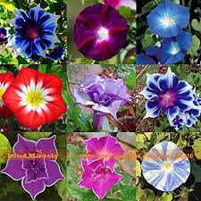 Rare Flower Morning Glory Mix Seeds 50 Seeds Heirloom B Https Www Amazon Com Dp B079yrz3yt R Rare Flowers Beautiful Flowers Garden Morning Glory Flowers
