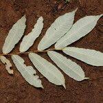 Image result for Parinari excelsa