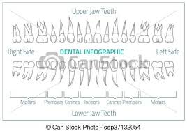 Teeth Infographic 01 B 08