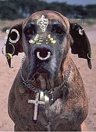 Police Collar Vicious Dog Owner Sootoday Com Click here to view our menu, hours, and order food online. police collar vicious dog owner