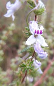 Image result for Cyphia