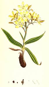 Image result for Wachendorfia