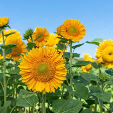 Procut Gold Lite Dmr F1 Sunflower Seed Johnny S Selected Seeds Growing Sunflowers From Seed Growing Sunflowers Sunflower