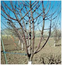 Team leaders and team development practitioners often use the belbin model to help create more balanced teams. Nmsu Training Young Apple Trees To The Central Leader System
