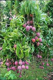 La oc sd great rare fruit trees for your home and garden. Trothic Gardens Rare Exotic Tropical Fruit Dwarf Thailand Red Mango Plant Seed Price In India Buy Trothic Gardens Rare Exotic Tropical Fruit Dwarf Thailand Red Mango Plant Seed Online At Flipkart Com