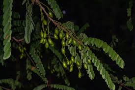 Image result for Rourea orientalis