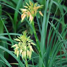 Image result for Aloe cooperi