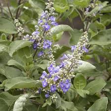 Image result for Vitex fischeri