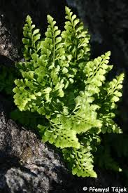 Image result for sleziník Asplenium