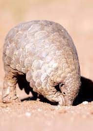 60 Pangolin Facts Guide To All 8 Species Sweet Scaly And Endangered Pangolin Facts Pangolin Endangered Animals
