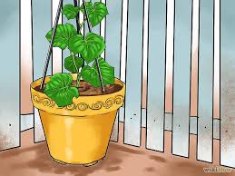 How to sow and grow cucumbers from seed. How To Grow Cucumbers In Pots Growing Cucumbers Grow Cucumbers Home Vegetable Garden