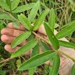 Image result for Eriosema psoraleoides