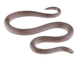 Image result for Atractus modestus