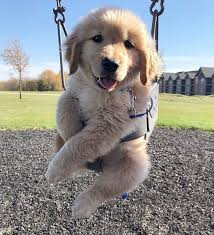 Pin By Billie Storck On Golden Retriever Cute Puppies Puppies Animals
