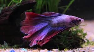 However, i noticed that the neon tetras and the betta fish eat similar things. 20 Gallon Community Tank With Betta Cherry Barbs Neon Tetras And Panda Corydoras Youtube