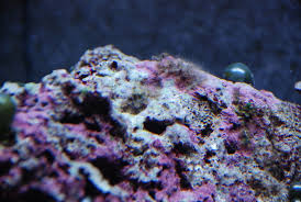 Hydroid Advice. - Reef Central Online Community