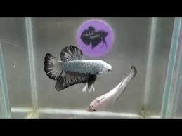 In my opinion this is an interesting topic to discuss. Black Dragon Samurai Geno Hmpk Sibling Betta Pair 07 18 Poetry19 Youtube