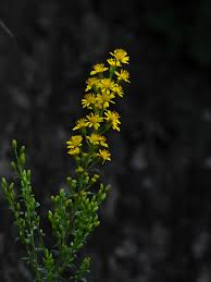 Image result for Pouzolzia bracteosa