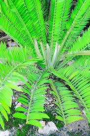 Image result for Encephalartos lebomboensis