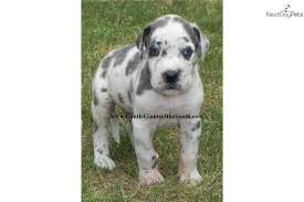 A conceited or arrogant young man. 99 Blue Eyed Great Dane Harlequin Puppy L2sanpiero