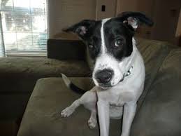 Black And White Pointer Pitbull Mix Lab Pointer Pitbull Mix Dog Pictures Blog Pitbull Mix Dog Pictures Pitbulls