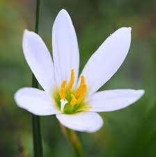 Rain Lily White Zephyranthes Candida Rain Lily Lily Bulbs Bulb Flowers