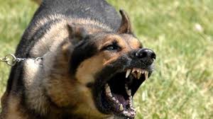Jika anda bermimpi tentang hal ini, itu berarti bahwa anda akan mendapatkan rezeki. Pernah Mimpi Lari Dikejar Anjing Hitam Galak Pertanda Apa Hati Hati Ternyata Ada Orang Mengusikmu Tribun Jatim