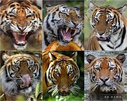 写真特集】6亜種のみの残存が確認された絶滅危機のトラ 写真13枚 国際ニュース：AFPBB News