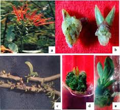 Image result for Agelanthus krausei