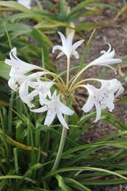 Image result for Crinum lugardiae