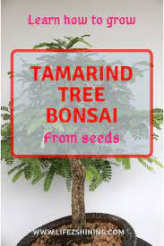 Learn Growing Tamarind Bonsai From Seeds Lifezshining Bonsai Tamarind Bonsai Tree