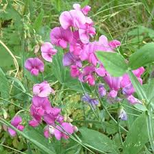 Image result for Lathyrus