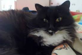 RIP Princess Rita: Saying Goodbye to a Beloved Pet