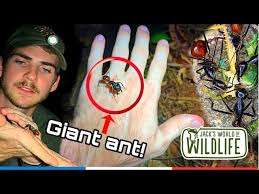 The bullet ant has a very powerful sting, a. Biggest Ants In The World Dinomyrmex Gigas Youtube