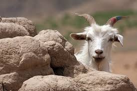 Cashmere goats are found in china and have an estimated population of 123 million. Ccmi Garment Care