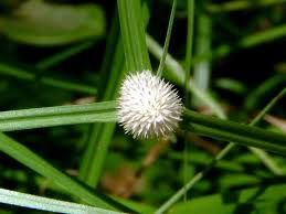 Image result for Kyllinga