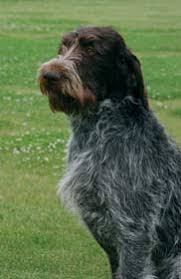 Image result for český fousek stavba těla