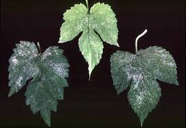 Image result for Tetranychidae grapevine