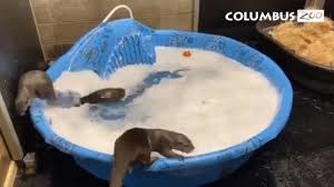 April 25 · well this is adorable. Otters Celebrate National Bubble Bath Day At Columbus Zoo Wsyx