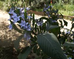 Image result for Eranthemum pulchellum