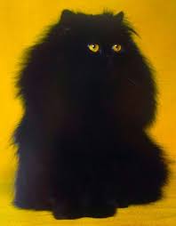 Big Black Cat Yellow Eyes Mustardtigress Persian Cat Cats Animals