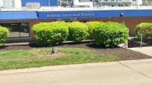 Some 3,500 creatures got assistance from the center's small staff and army of volunteers over the course of 2020. Euthanasia Rates Disease Woes Have Animal Control Workers In St Louis County Fearing For Jobs Politics Stltoday Com